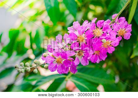 Inthanin, Queen's Flower, Large Tree With Beautiful Purple Flowers.