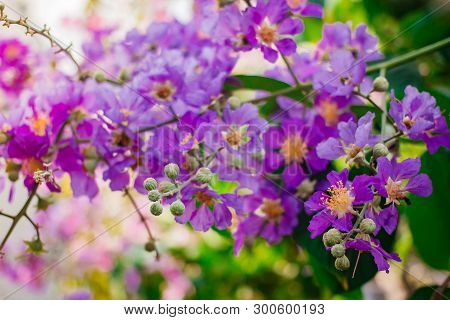 Inthanin, Queen's Flower, Large Tree With Beautiful Purple Flowers.