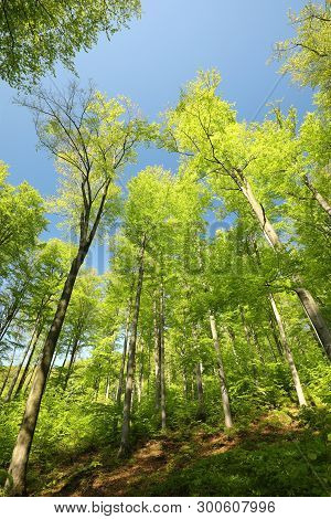 Spring trees Nature misty forest Nature landscape sun Nature background landscape Nature landscape fresh landscape Nature landscape Nature Travel landscape Nature landscape Nature background Nature background landscape Nature background landscape woods.
