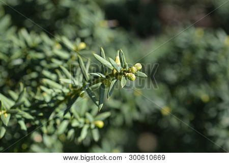 Horizontalis English Yew - Latin Name - Taxus Baccata Horizontalis