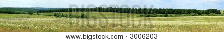 Wiese