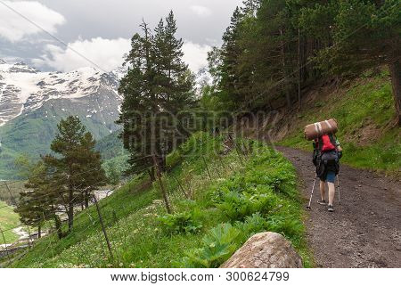 Man With Backpack And Trekking Poles Goes Up Mountain Road Through Forest. Tourist Goes Up To Caucas