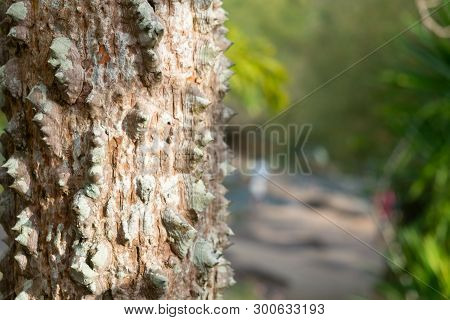 Closeup Textured Of The Trunk Of Kapok Tree, Red Silk Cotton Tree, Bombax Ceiba Tree In The Garden, 