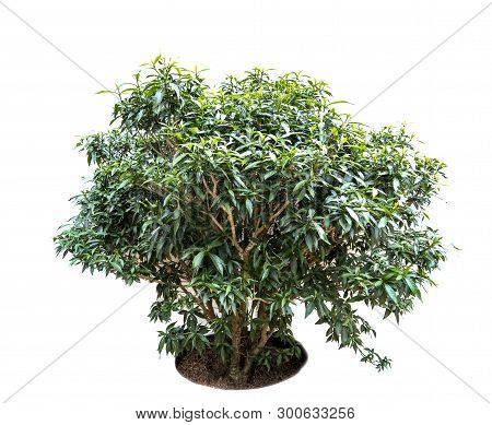 A Tree Has Green Leaf On Isolated White Background, Ficus Annulata Is Trees From Thailand