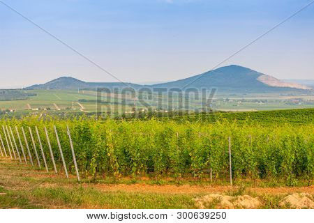 wineyard near Villany in Hungary