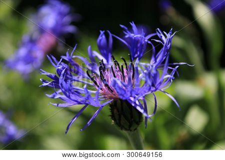 Lilac Cornflolilac Cornflower On A Background Of Green Grass. Close Up. Purple Flower In The Field. 
