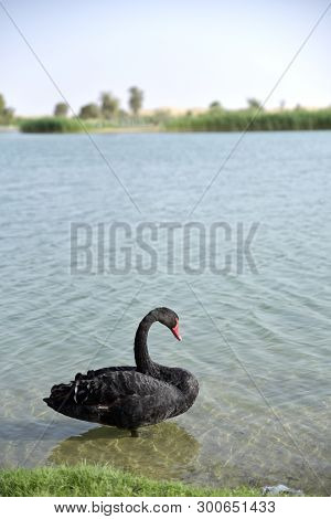 Black Swans Swimming In The Al Qudra Lakes, Dubai, United Arab Emirates