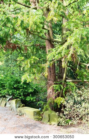 Opava, Novy Dvur, Czech Republic - 24 April 2019 - Botanical Garden In Spring, Blooming Flowers, Nic