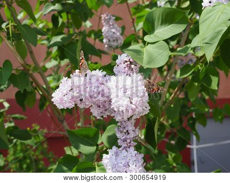 Butterfly Vanessa Cardui On Lilac Flowers. Pollination Blooming Lilacs. Vanessa Cardui