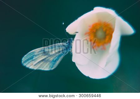 Colored Macro Closeup Of A White Flower And Beautiful Butterfly (leptidea Sinapis)  On It On Blurry 