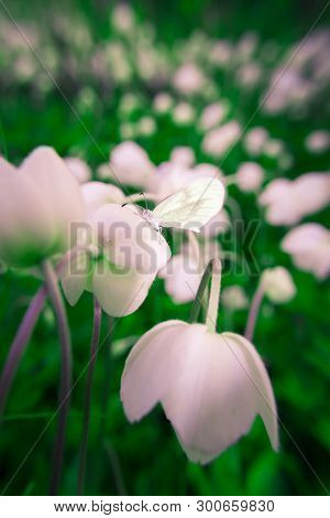 Spring. Meadow With White Flowers And Closeup Of A Beutiful Butterfly (leptidea Sinapis) With Closed