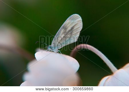 Colored Macro Closeup Of A Flower And Beautiful Butterfly (leptidea Sinapis)  On It On Blurry Backgr