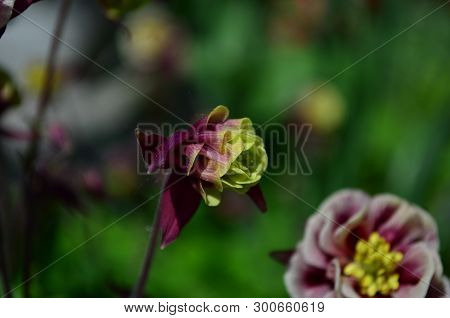 Beautiful Pink Flower Catchment On A Green Background