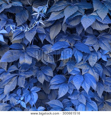 Creative Layout Made Of Leaves With Copy Space