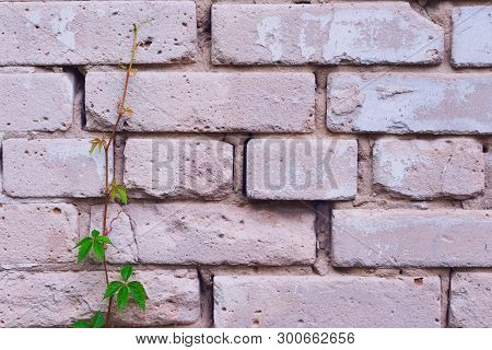 Brick Wall With Young Plant Nearby. Concept Of Leadership, Life And Being Strenght