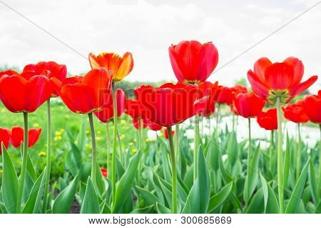 Blooming Tulips In Spring