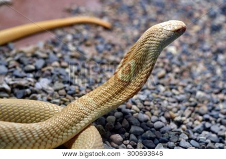 Cobra (naja Tripudians). Possess The Ability In Case Of Danger To Move Apart The Ribs, Forming A Kin