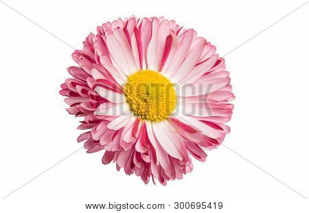 Bruisewort Bloom Flower  Isolated On White Background