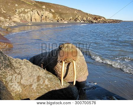 The Walrus (odobenus Rosmarus). A Large Sea Animal With Very Thick Skin. Adult Walrus Is Easily Reco