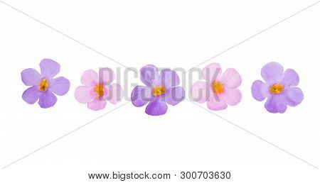 Bacopa Blue Flowers Isolated On White Background