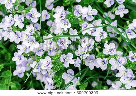 Background Of Blue Veronica Flowers