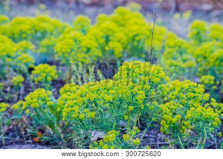 Wood Spurge (euphorbia Amygdaloides) Plant In Close Up