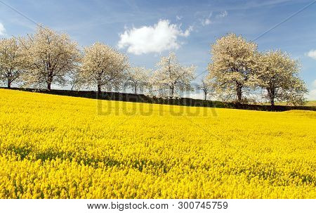 Rapeseed Canola Or Colza Field And Alley Of Flowering Cherry Trees With Beautiful Sky Brassica Napus