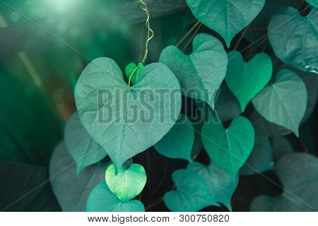 Heart Shaped Green Crinkly Leaf Of Coral Vine Or Chain Of Love (antigonon Leptopus), Tropical Rainfo