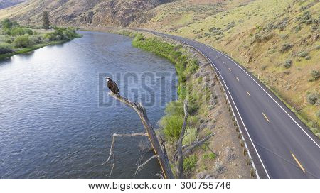Big American Raptor And Eagle Waits Looking For A Reason To Fly