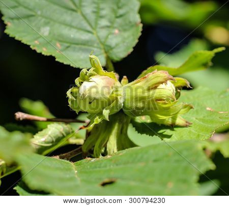Close Up Of Hazelnuts On The Tree