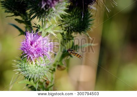 A Fly, Hover Fly On A Plant. Close Up, Macro
