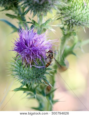 A Fly, Hover Fly On A Plant. Close Up, Macro