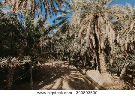 View Of The Unesco Enlisted Oasis In Al Ain, Uae - Image