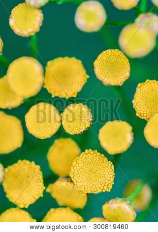Tansy Flowers Close Up. Tanacetum Vulgare Blossom Plant. Yellow Healthy Herb Flowers, Macro View.