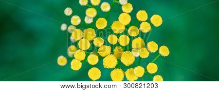 Tansy Flowers Close Up. Tanacetum Vulgare Blossom Plant. Yellow Healthy Herb Flowers, Macro View.