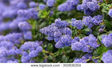 Beautiful Blooming Purple Californian Lilac Flowers, Ceanothus Thyrsiflorus Repens In Spring Garden.
