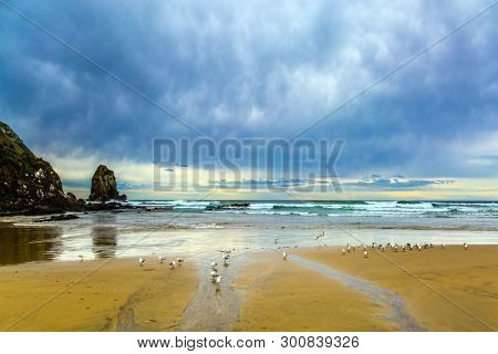  Cannibal Bay on the South Island, New Zealand. Flock of white cormorants resting in the sand. Wide beach with white sand and blue-green water. The concept of ecological, active and phototourism  