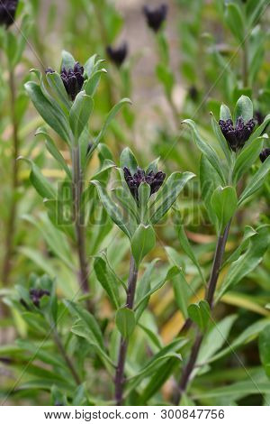 Wallflower Blood Red Covent Garden - Latin Name - Erysimum Cheiri Blood Red Covent Garden