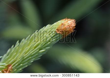 Fat Albert Colorado Blue Spruce - Latin Name - Picea Pungens Fat Albert