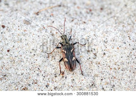 Beetles In A Variety Of Colors And Shapes Are Insects That Enrich Our Environment