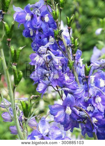 Close Up Of Violet Flowers ( Delphinium Elatum, Alpine Delphinium, Candle Larkspur ) Blooming In The