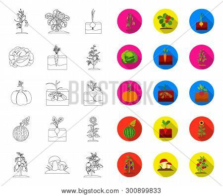 Plant, Vegetable Outline, Flat Icons In Set Collection For Design. Garden And Harvest Vector Symbol 
