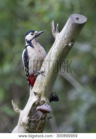 A Great Spotted Woodpecker Perched In Local Woodlands