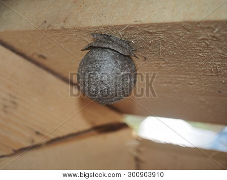 The Wasp Builds A Spherical Nest. Dangerous Insect.