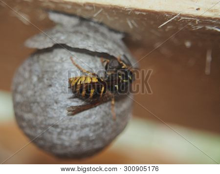 The Wasp Builds A Spherical Nest. Dangerous Insect.