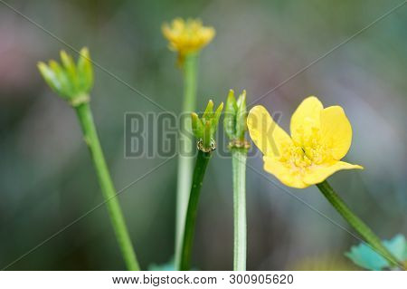 Yellow Flowers Of Ranunculus Acris On Green Grass Background. Macro.