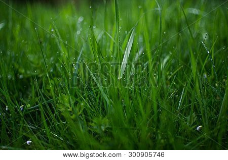 Green Grass Timothy-grass On A White Background Limited