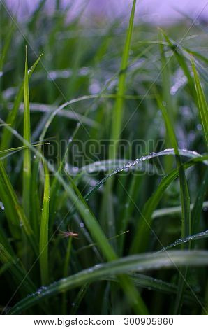 Green Grass Stem Growing Outdoors