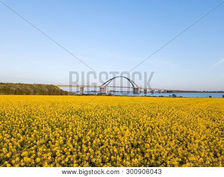 Fehmarn, Germany - May 11, 2019: Aerial Drone View Of Fehmarn Bridge And Yellow Rapeseed Fields.
