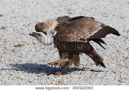 Griffon Vulture Walks On Gravel. Big Preditor Bird